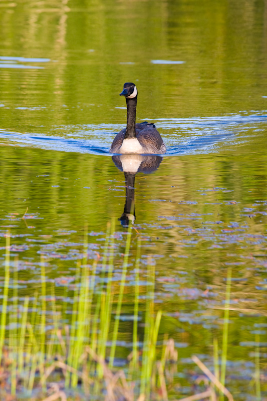 Canadian Goose Reflected In Wetland